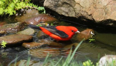 Male Scarlet Tanager