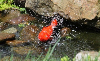 Spring Stream Birds