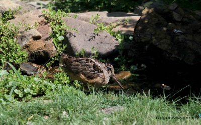 American Woodcock