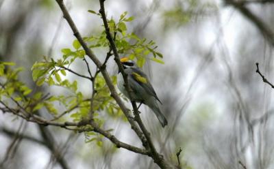 Golden-wingted Warbler (male)