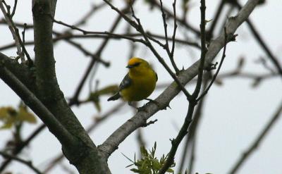 Blue-winged Warbler