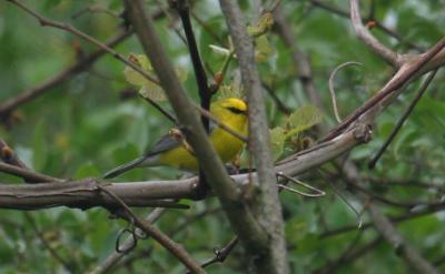 Blue-winged Warbler