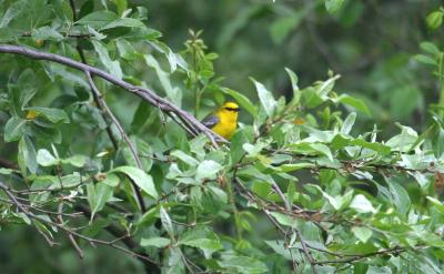 Blue-winged Warbler