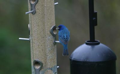 Indigo Bunting (male)