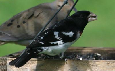 Rose-breasted Grosbeak (male)