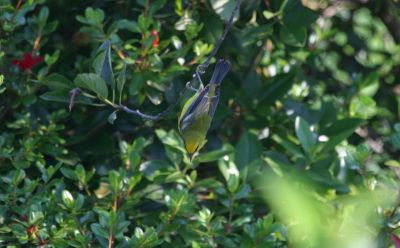  Blue-winged Warbler - male