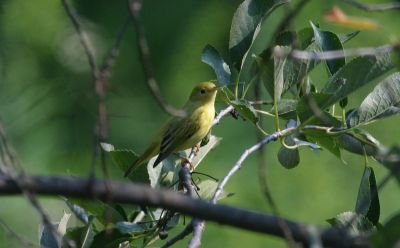  Yellow Warbler - female