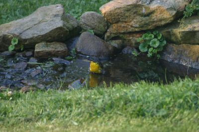 Yellow - breasted Chat