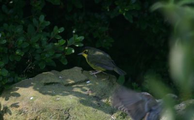 Kentucky Warbler - female