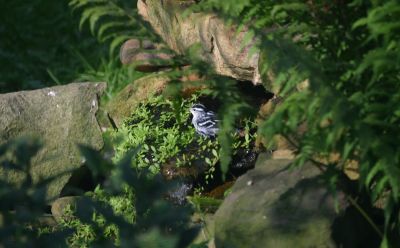 Black-and-white Warbler in yard pond stream