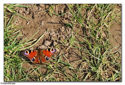 Peacock (Inachis io)
