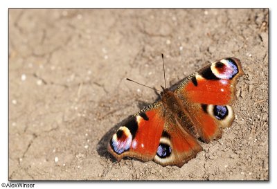 Peacock (Inachis io)