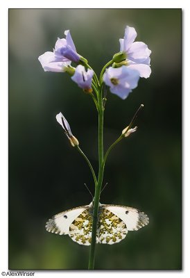 Orange Tip Butterfly (Anthocharis cardamines)