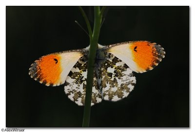 Orange Tip Butterfly (Anthocharis cardamines)