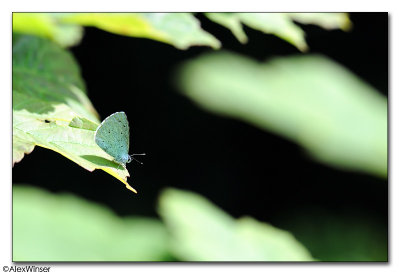  Holly Blue Butterfly (Celastrina argiolus)