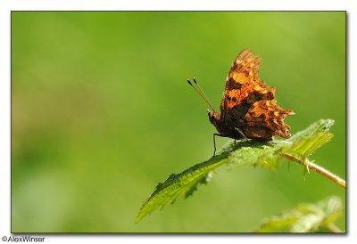 Comma Butterfly (Polygonia c-album)