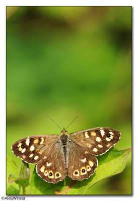 Speckled Wood (Pararge aegeria)