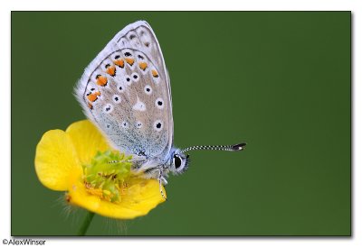 Common Blue (Polyommatus icarus)