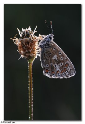 Common Blue (Polyommatus icarus)