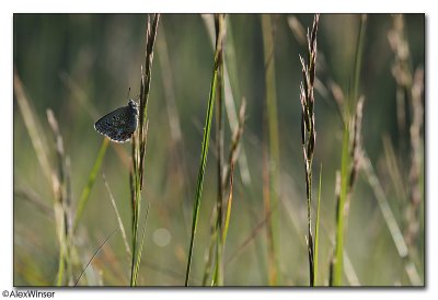 Adonis Blue (Polyommatus bellargus)