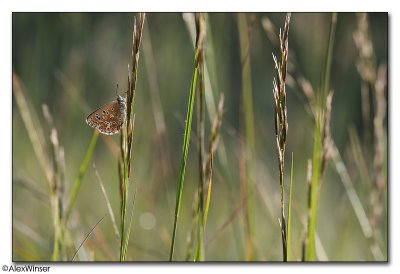 Adonis Blue (Polyommatus bellargus)