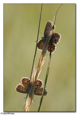 Adonis Blues (Polyommatus bellargus)
