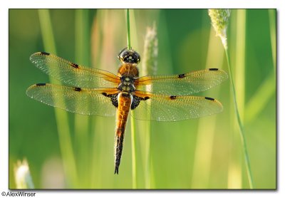 Four-spotted Chaser (Libellula quadrimaculata)