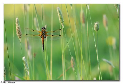 Four-spotted Chaser (Libellula quadrimaculata)