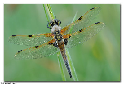 Four-spotted Chaser (Libellula quadrimaculata)