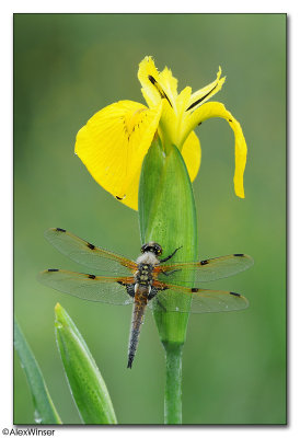 Four-spotted Chaser (Libellula quadrimaculata)