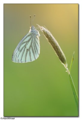 Green-veined White (Pieris napi)