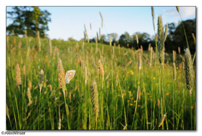 Common Blue (Polyommatus icarus)