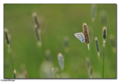 Common Blue (Polyommatus icarus)