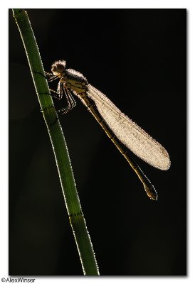 Red-eyed Damselfly (Erythromma najas)