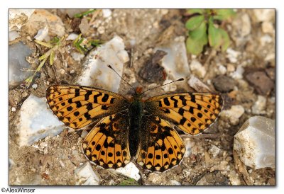 Pearl Borderd Fritillery (Boloria euphrosyne)