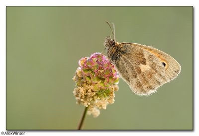 Small Heath (Coenonympha pamphilus)