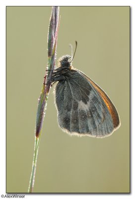 Small Heath (Coenonympha pamphilus)