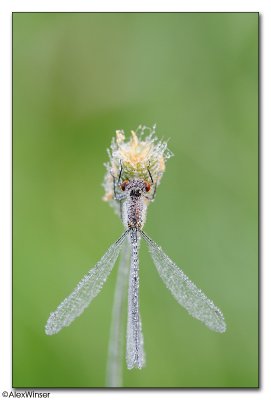 Red-eyed Damselfly (Erythromma najas)