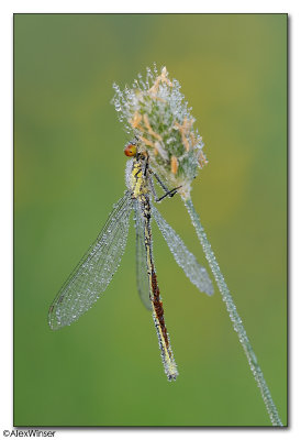 Red-eyed Damselfly (Erythromma najas)