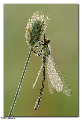 Red-eyed Damselfly (Erythromma najas)