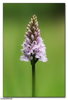  Common Spotted-orchid (Dactylorhiza fuchsii)