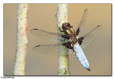 Broad-bodied Chaser (Libellula depressa)