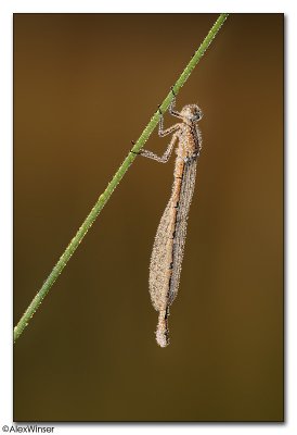 Common Blue Damselfly (Enallagma cyathigerum)