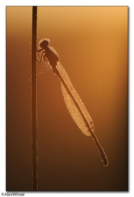 Azure Damselfly (Coenagrion puella)