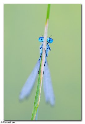 Common Blue Damselfly (Enallagma cyathigerum)