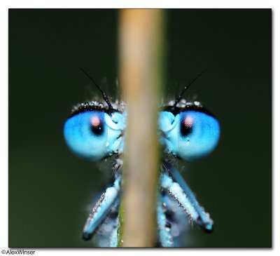 Common Blue Damselfly (Enallagma cyathigerum)