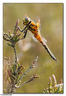 Four-spotted Chaser (Libellula quadrimaculata)