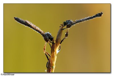 g4/65/523365/3/135588986.F9XIPl3l.jpg