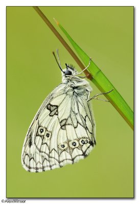  Marbled White (Melanargia galathea)