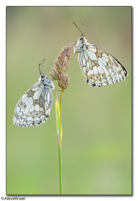 Marbled White (Melanargia galathea)